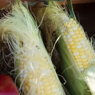 thumbnail for publication: Sweet corn